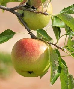 Plant Me Green Apple Trees - Suncrisp