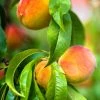 SN Peach Trees - Sunny J