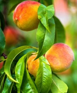 SN Peach Trees - Sunny J