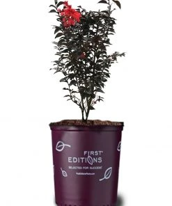 Plant Me Green Crape Myrtle - First Editions® Sunset Magic™ FLOWERING COLLECTION