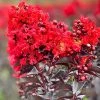 Plant Me Green Crape Myrtle - First Editions® Sunset Magic™ FLOWERING COLLECTION