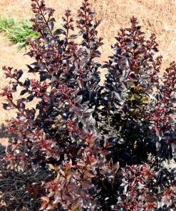 Plant Me Green Crape Myrtle - First Editions® Sunset Magic™ FLOWERING COLLECTION