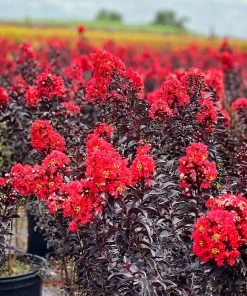 Plant Me Green Crape Myrtle - First Editions® Sunset Magic™ FLOWERING COLLECTION