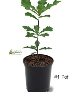 SN Oak - Swamp White SHADE COLLECTION