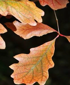 SN Oak - Swamp White SHADE COLLECTION