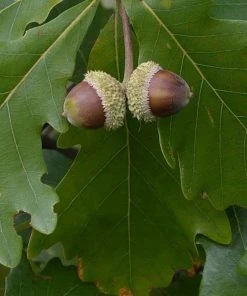 SN Oak - Swamp White SHADE COLLECTION