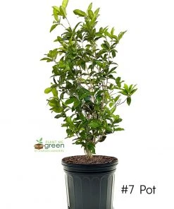 SN Osmanthus Fragrans - Tea Olive FLOWERING COLLECTION