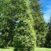 SN EVERGREEN COLLECTION Arborvitae - Thuja Green Giant