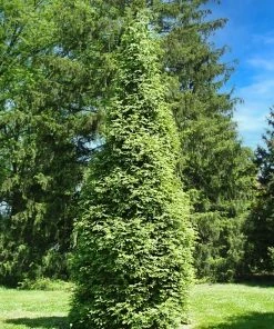 SN EVERGREEN COLLECTION Arborvitae - Thuja Green Giant