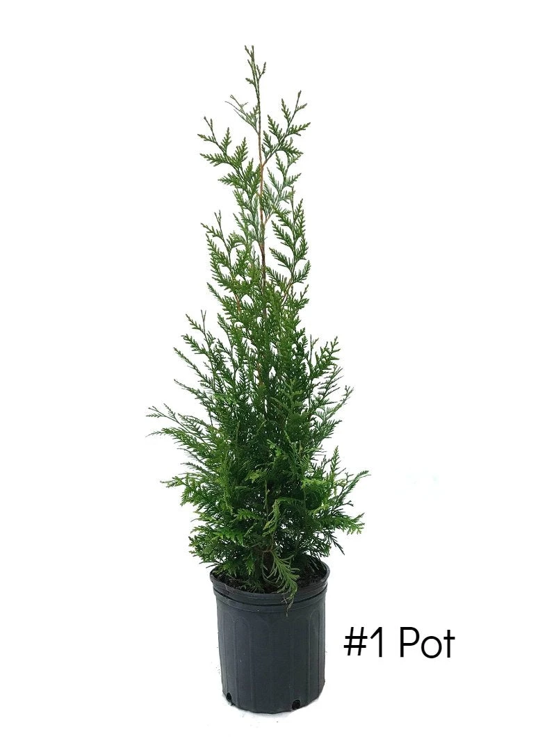 SN EVERGREEN COLLECTION Arborvitae - Thuja Green Giant