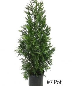 SN EVERGREEN COLLECTION Arborvitae - Thuja Green Giant