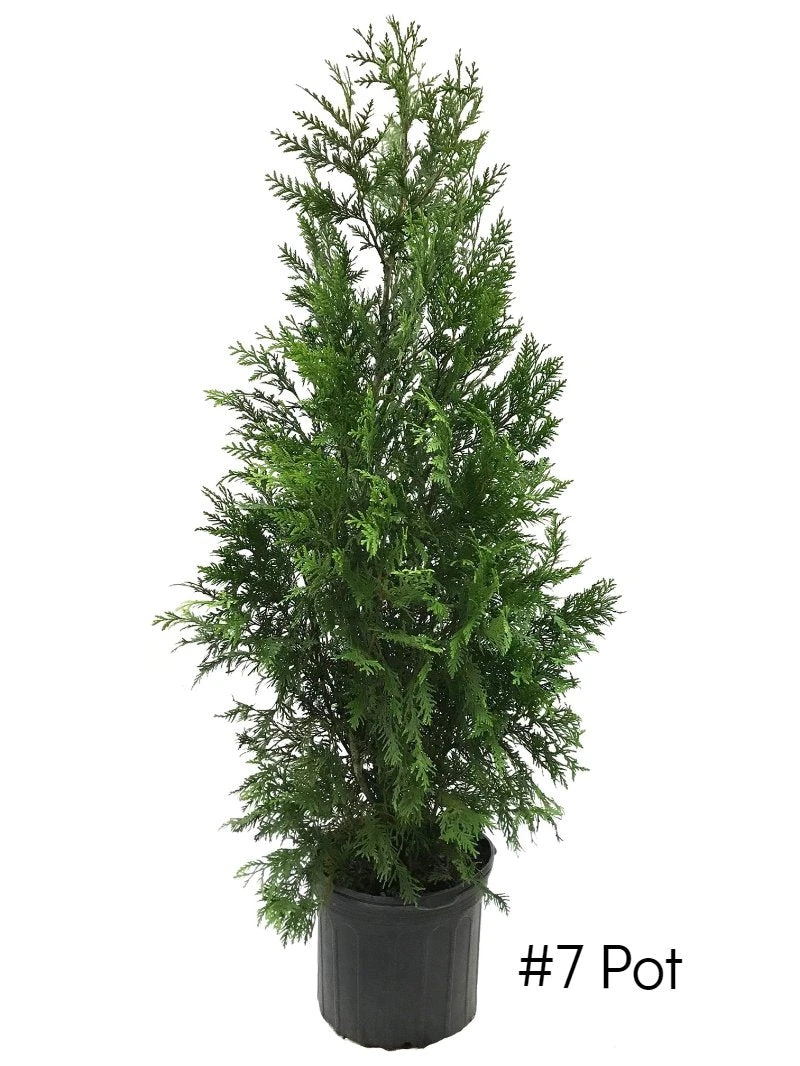 SN EVERGREEN COLLECTION Arborvitae - Thuja Green Giant