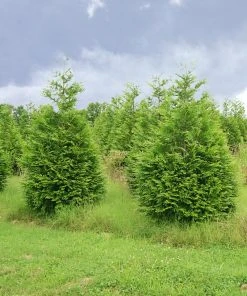 SN EVERGREEN COLLECTION Arborvitae - Thuja Green Giant