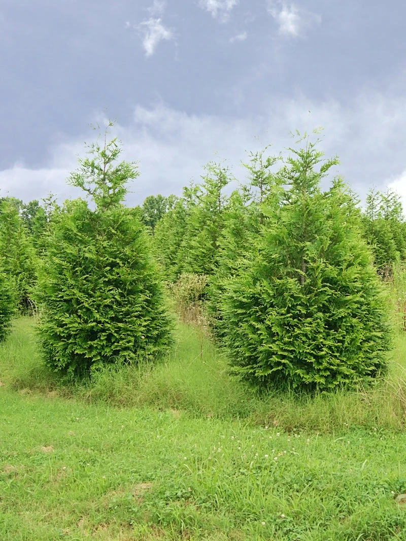 SN EVERGREEN COLLECTION Arborvitae - Thuja Green Giant