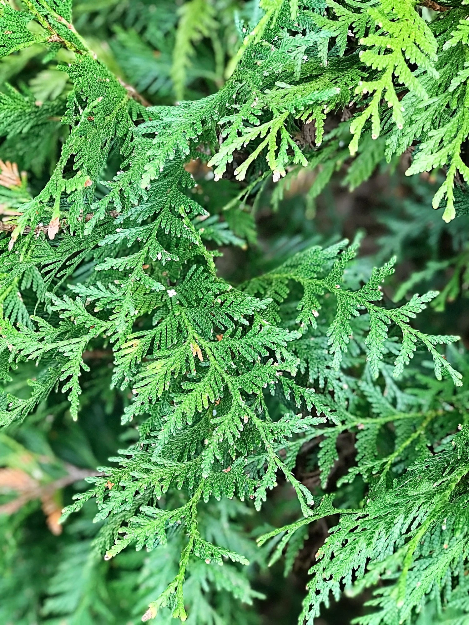 SN EVERGREEN COLLECTION Arborvitae - Thuja Green Giant