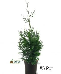 SN EVERGREEN COLLECTION Arborvitae - Thuja Green Giant