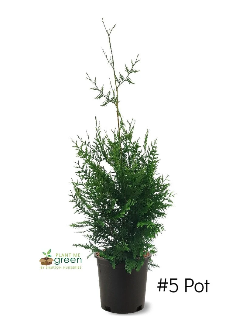 SN EVERGREEN COLLECTION Arborvitae - Thuja Green Giant