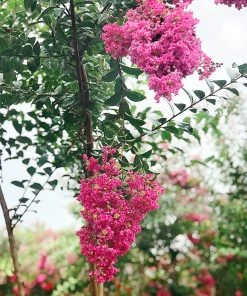 SN Crape Myrtle - Tonto FLOWERING COLLECTION