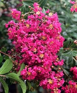 SN Crape Myrtle - Tonto FLOWERING COLLECTION