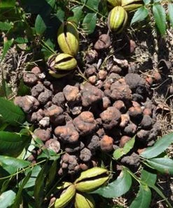 SN NUT COLLECTION Pecan Trees - Truffle