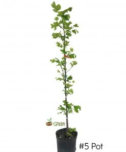 Plant Me Green SHADE COLLECTION Poplar - Tulip