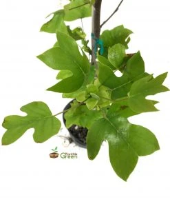 Plant Me Green SHADE COLLECTION Poplar - Tulip