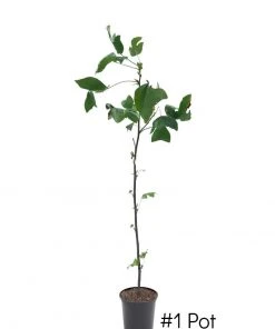 Plant Me Green SHADE COLLECTION Poplar - Tulip