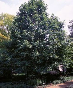 Plant Me Green SHADE COLLECTION Poplar - Tulip