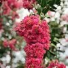 SN FLOWERING COLLECTION Crape Myrtle - Tuscarora