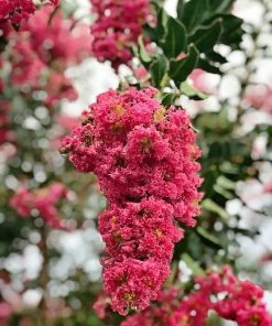 SN FLOWERING COLLECTION Crape Myrtle - Tuscarora