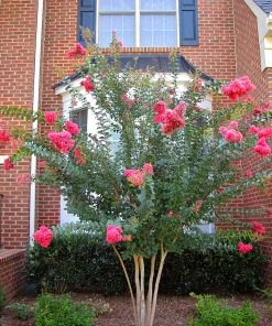 SN FLOWERING COLLECTION Crape Myrtle - Tuscarora
