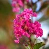SN Crape Myrtle - First Editions® Twilight Magic™ FLOWERING COLLECTION