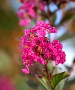 SN Crape Myrtle - First Editions® Twilight Magic™ FLOWERING COLLECTION
