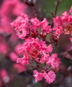 SN Crape Myrtle - First Editions® Twilight Magic™ FLOWERING COLLECTION