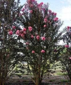SN Crape Myrtle - First Editions® Twilight Magic™ FLOWERING COLLECTION