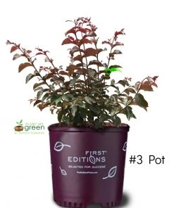 SN Crape Myrtle - First Editions® Twilight Magic™ FLOWERING COLLECTION