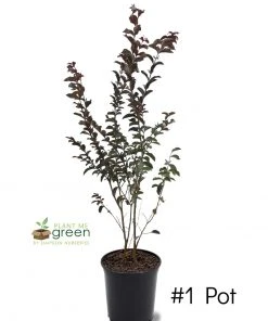 SN Crape Myrtle - First Editions® Twilight Magic™ FLOWERING COLLECTION