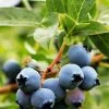 SN Blueberry - Vernon (Rabbit Eye) Blueberries