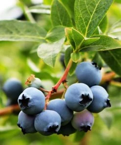 SN Blueberry - Vernon (Rabbit Eye) Blueberries