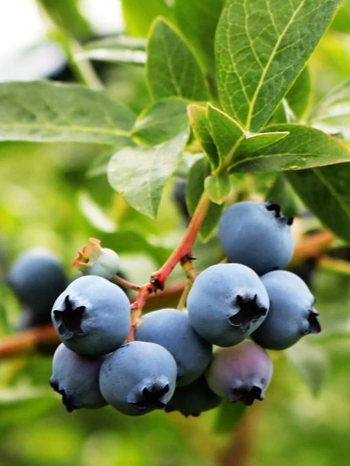 SN Blueberry - Vernon (Rabbit Eye) Blueberries