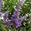 SN Vitex - Shoal Creek