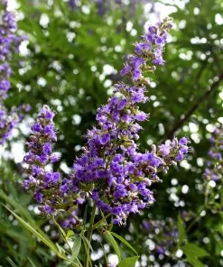SN Vitex - Shoal Creek