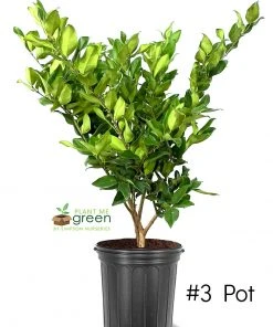 SN Other Flowering Plants Ligustrum - Waxleaf