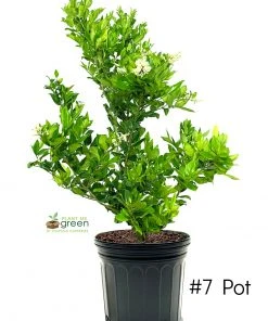 SN Other Flowering Plants Ligustrum - Waxleaf