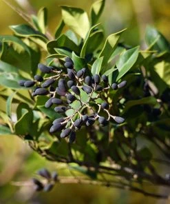 SN Other Flowering Plants Ligustrum - Waxleaf