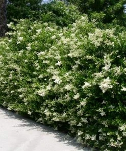 SN Other Flowering Plants Ligustrum - Waxleaf