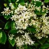 SN Other Flowering Plants Ligustrum - Waxleaf