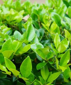 SN Other Flowering Plants Ligustrum - Waxleaf