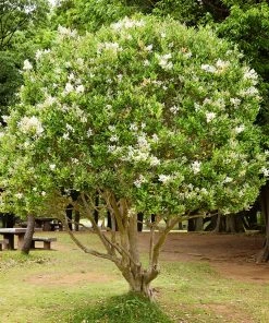 SN Other Flowering Plants Ligustrum - Waxleaf