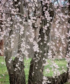 SN FLOWERING COLLECTION Cherry - Weeping Yoshino (Flowering)